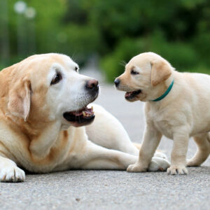 due cani, uno adulto ed uno cucciolo