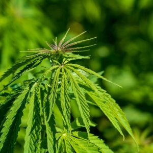 foglia di pianta di cannabis